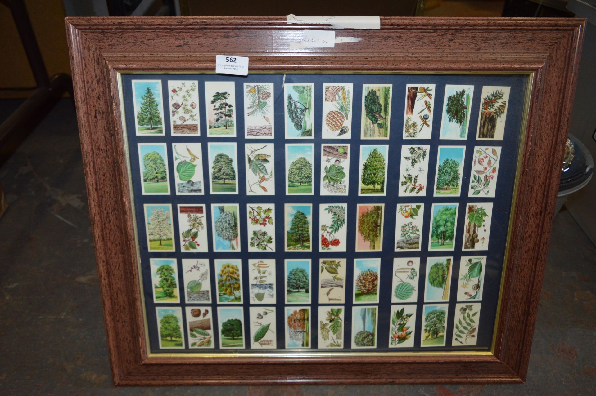 Framed Tea Card Collection - British Trees