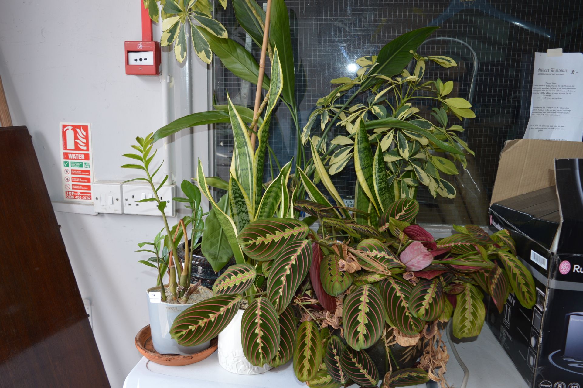 Selection of Indoor Plants in Plant Pots