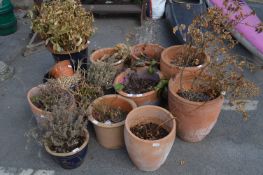 Large Quantity of Terracotta and Glazed Plant Pots