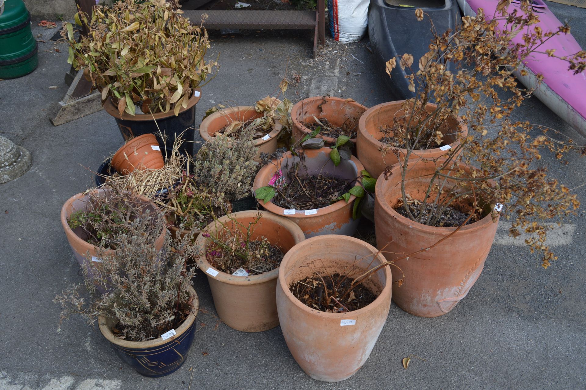 Large Quantity of Terracotta and Glazed Plant Pots