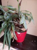 *Variegated Yucca in Pot