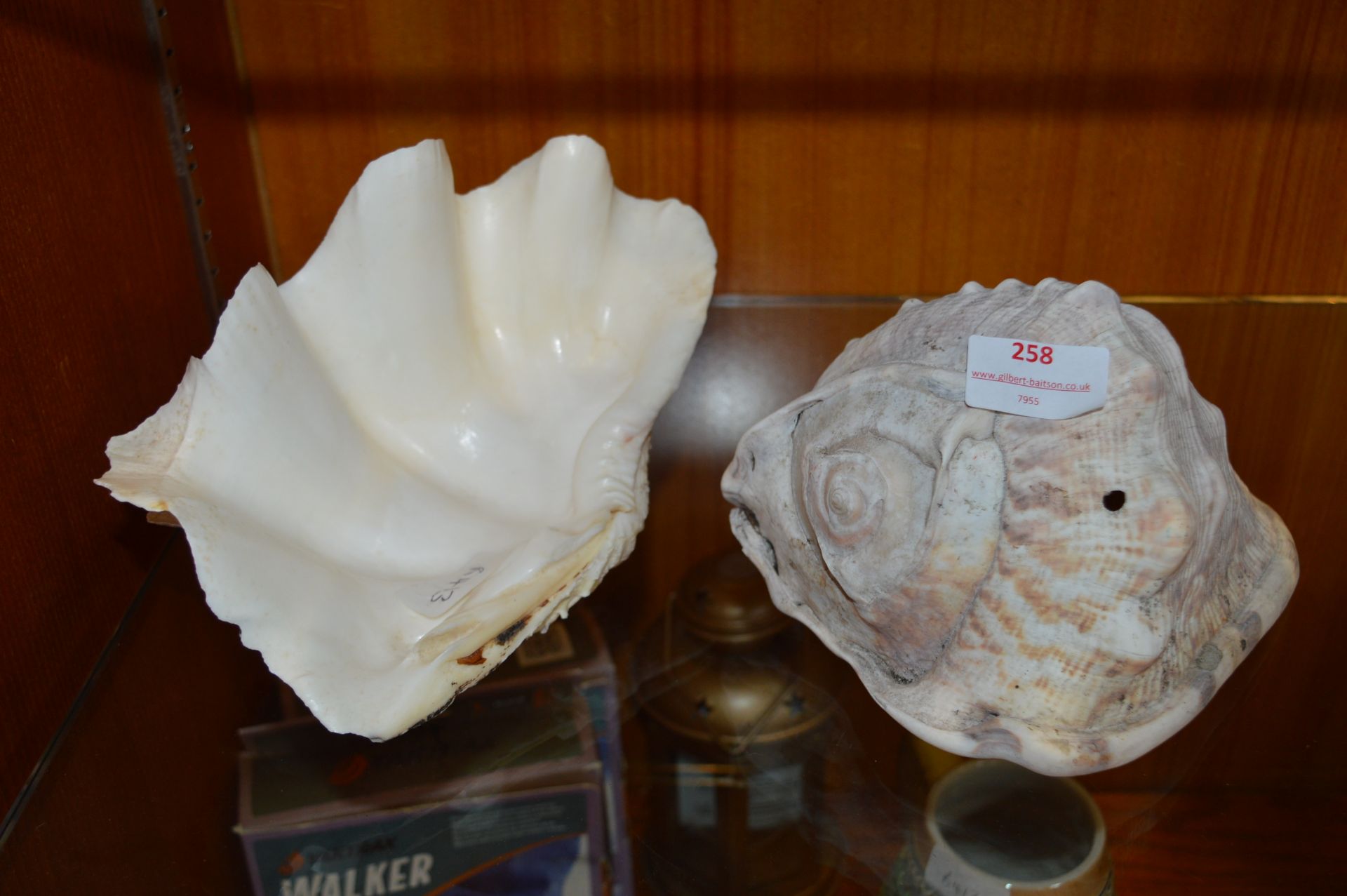 Two Large Seashells