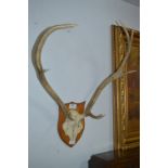 Pair of Wall Mounted Antlers on Skullcap with Shield Back