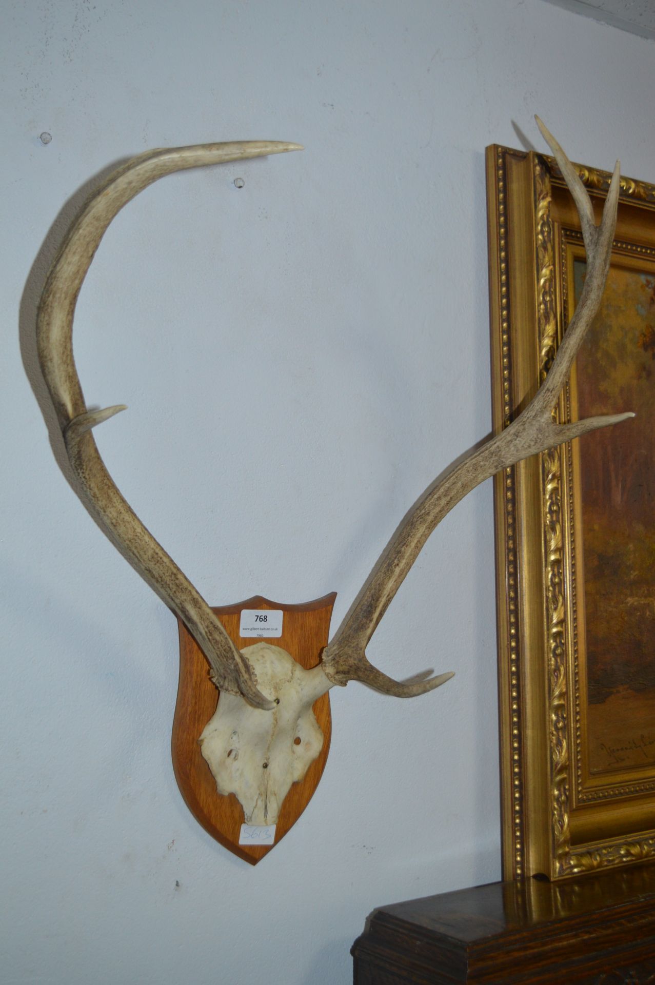 Pair of Wall Mounted Antlers on Skullcap with Shield Back