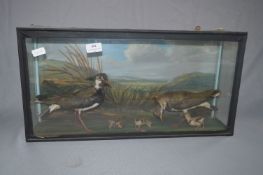 Cased Taxidermy - Lapwing Family
