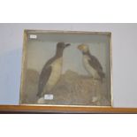 Cased Taxidermy of a Puffin and another Bird