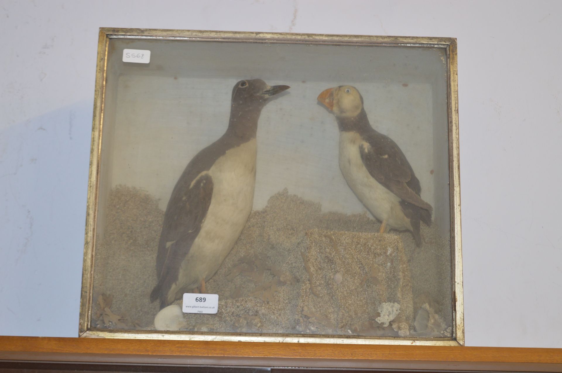 Cased Taxidermy of a Puffin and another Bird