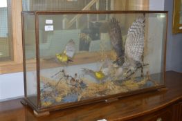 Cased Taxidermy of a Sparrow Hawk and Yellowhammers