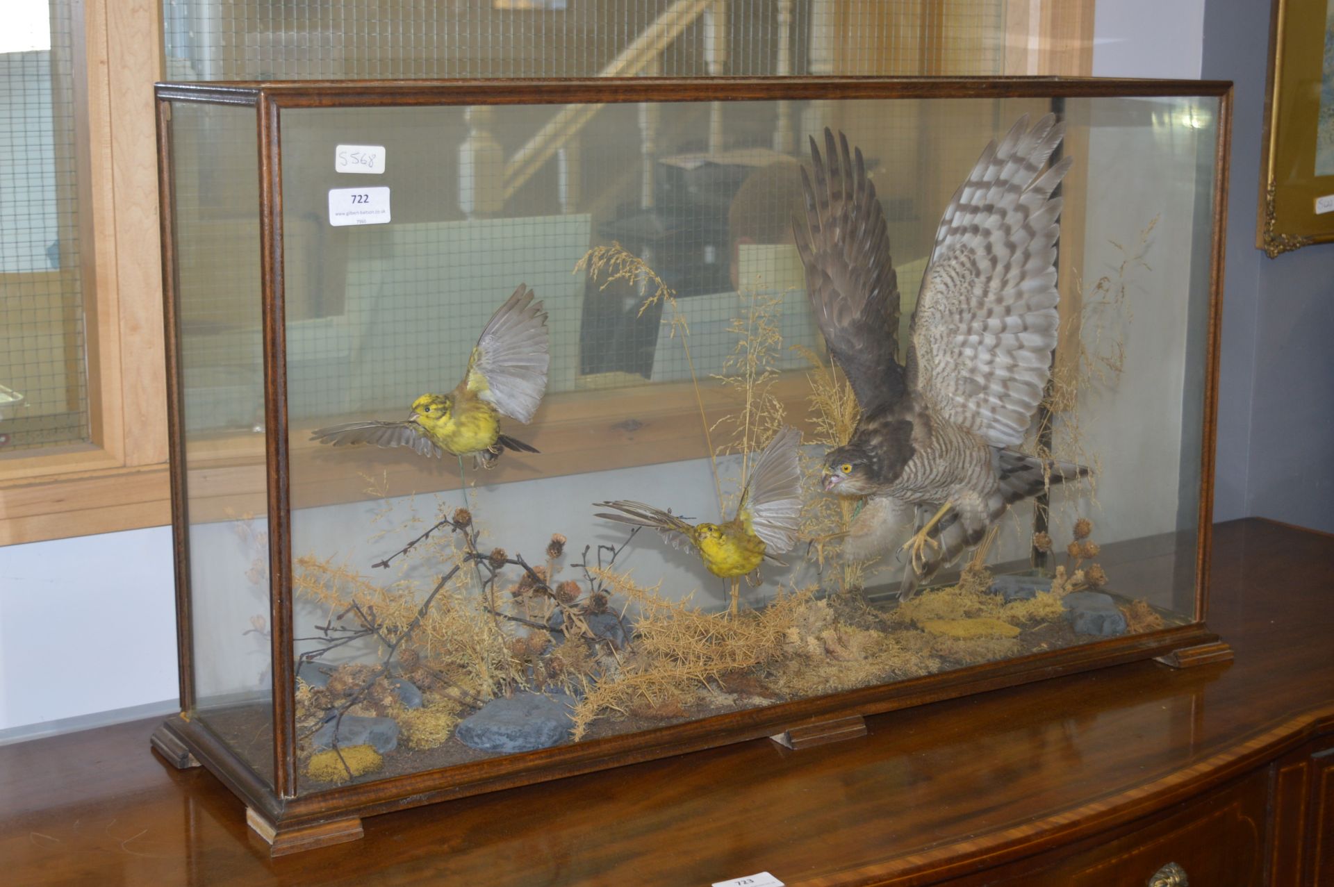 Cased Taxidermy of a Sparrow Hawk and Yellowhammers