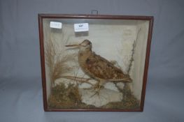 Cased Taxidermy of a Snipe
