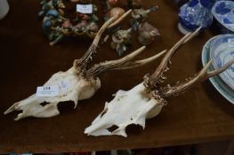 Pair of Deer Horns and Skull Caps