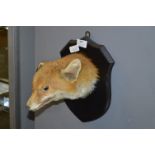 Wall Mounted Fox Head on Shield Back Panel