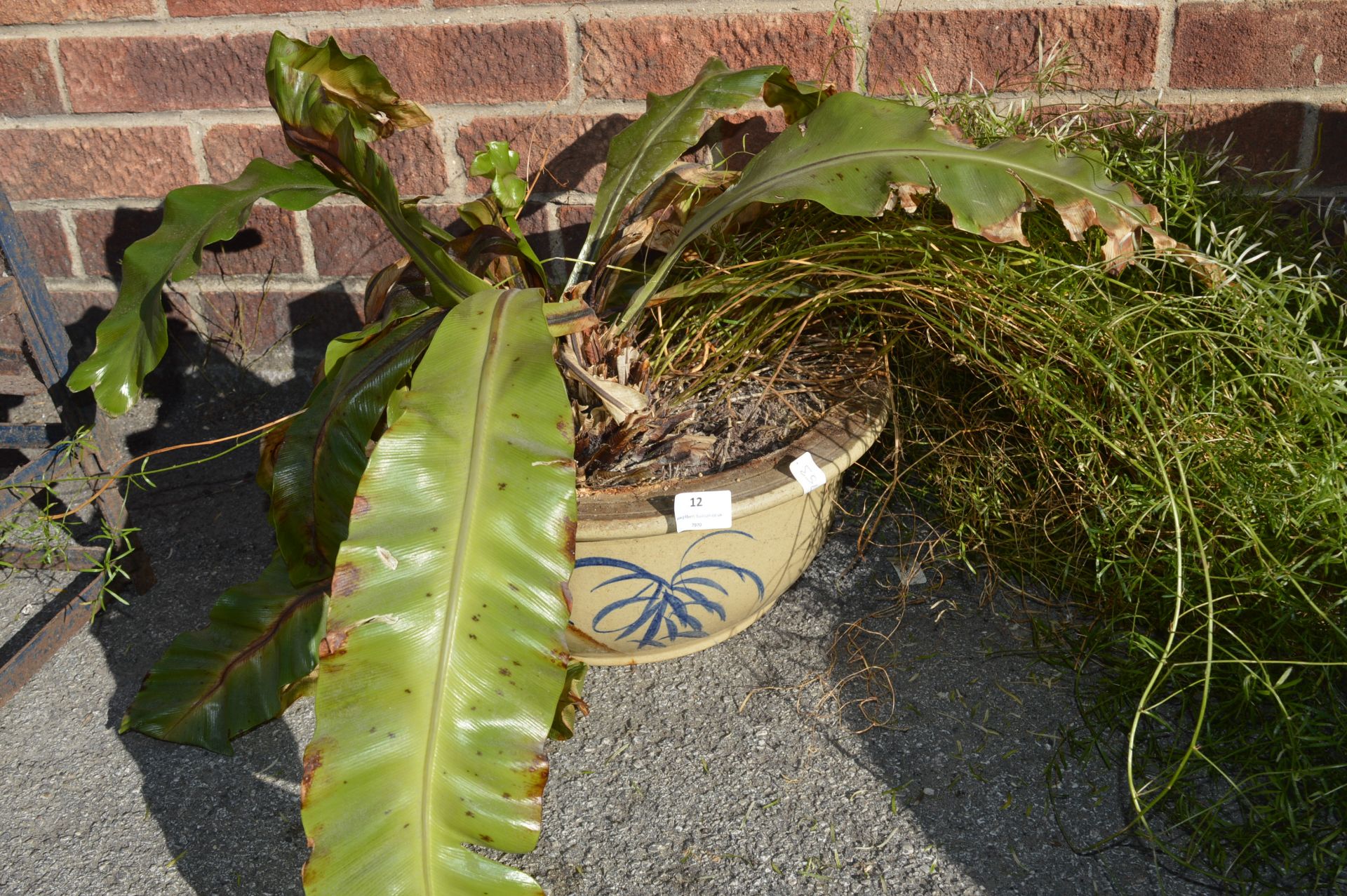 Ironstone Pottery Planter with Plants