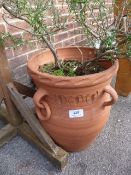 Terracotta Plant Pot with Rosemary Bush