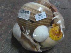 *Assorted Tropical Shells in Wicker Basket