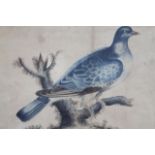 A 19thC rosewood frame, of rectangular outline, plainly polished and after Hoy, pigeon picture,