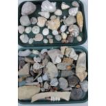 Various shells, nacre type, fossils, other shells, mother of pearl style. (a quantity)