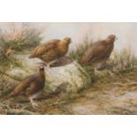 Neil Cox (b.1955). Grouse, watercolour, signed, 39.5cm x 56.5cm