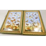 A pair of Edwardian framed displays of butterflies, to include Swallowtail, a rarer version of a