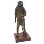 A 20thC taxidermy study of a standing baboon, formed as a card holder with arm out stretched on a