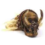 An Asmat tribal skull, with tusk front, feathered top and partial bead work to the head, the main