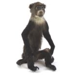 A taxidermy figure of an African Blue monkey, 51cm high