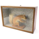 A taxidermied red squirrel, in a glazed case, 37cm W.