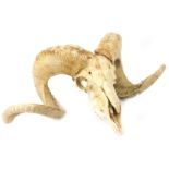 A rams skull, with curled horns