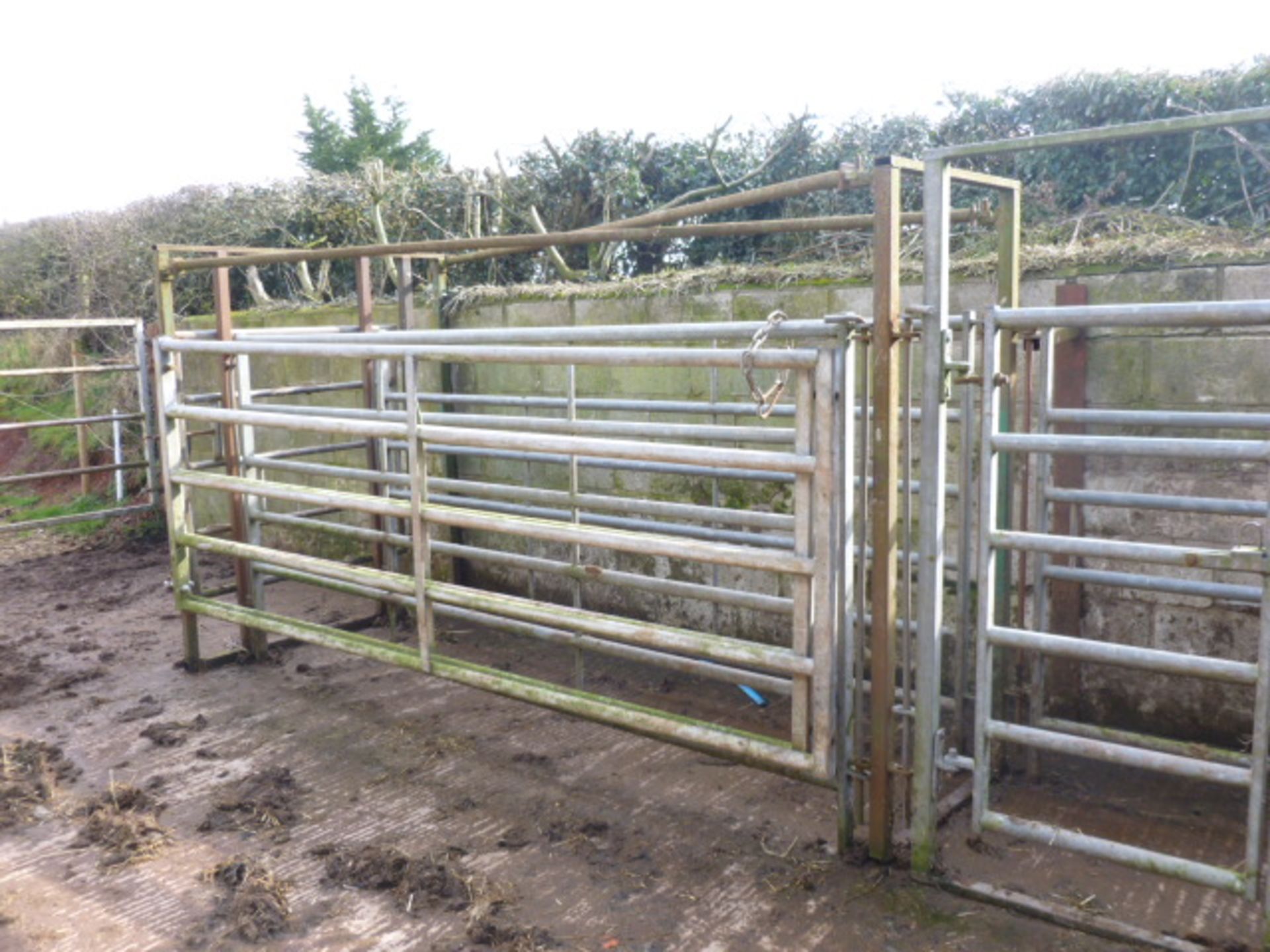 IAE CATTLE HANDLING SYSTEM (SOLD IN SITU) - Image 3 of 4
