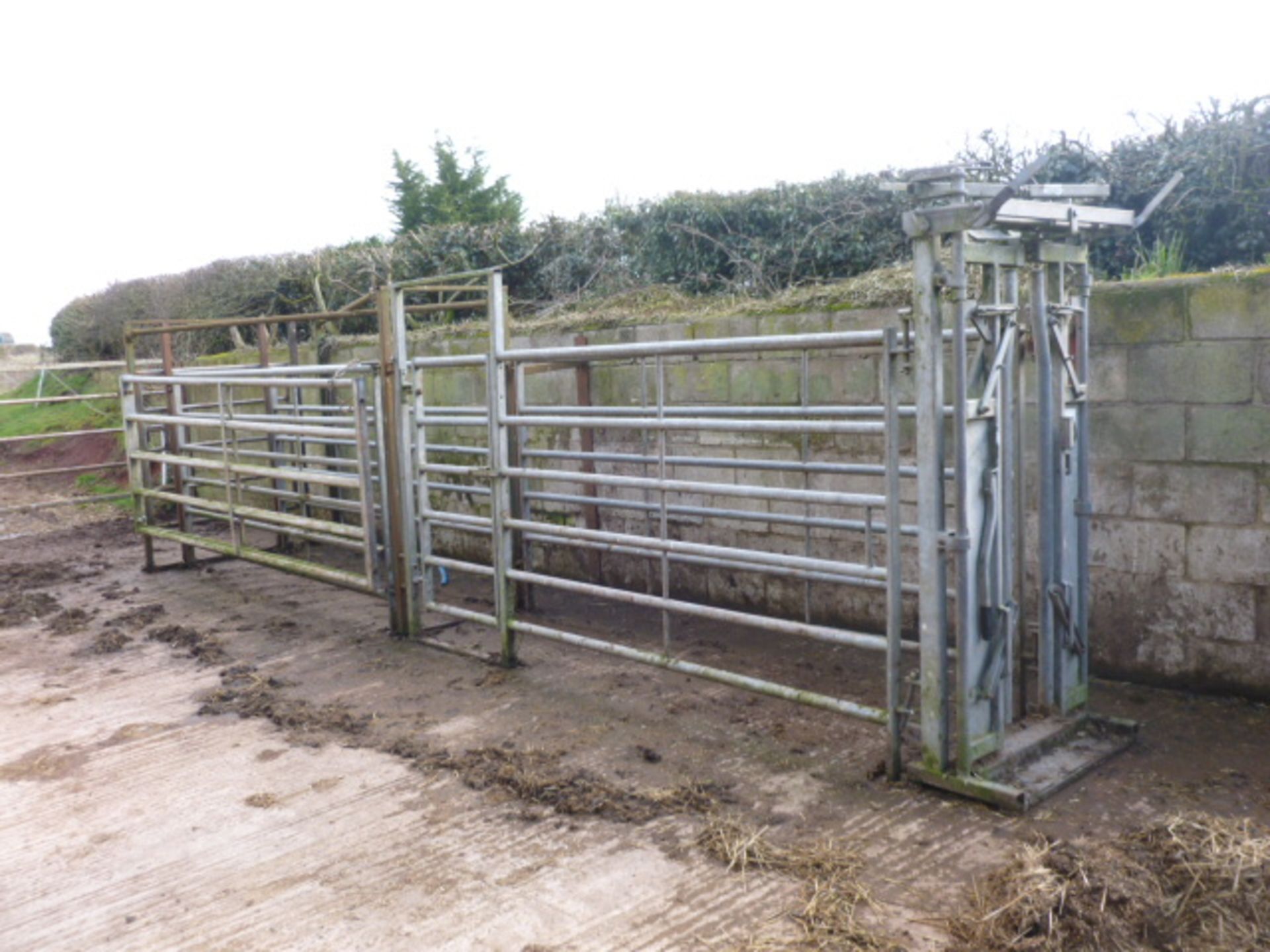 IAE CATTLE HANDLING SYSTEM (SOLD IN SITU)