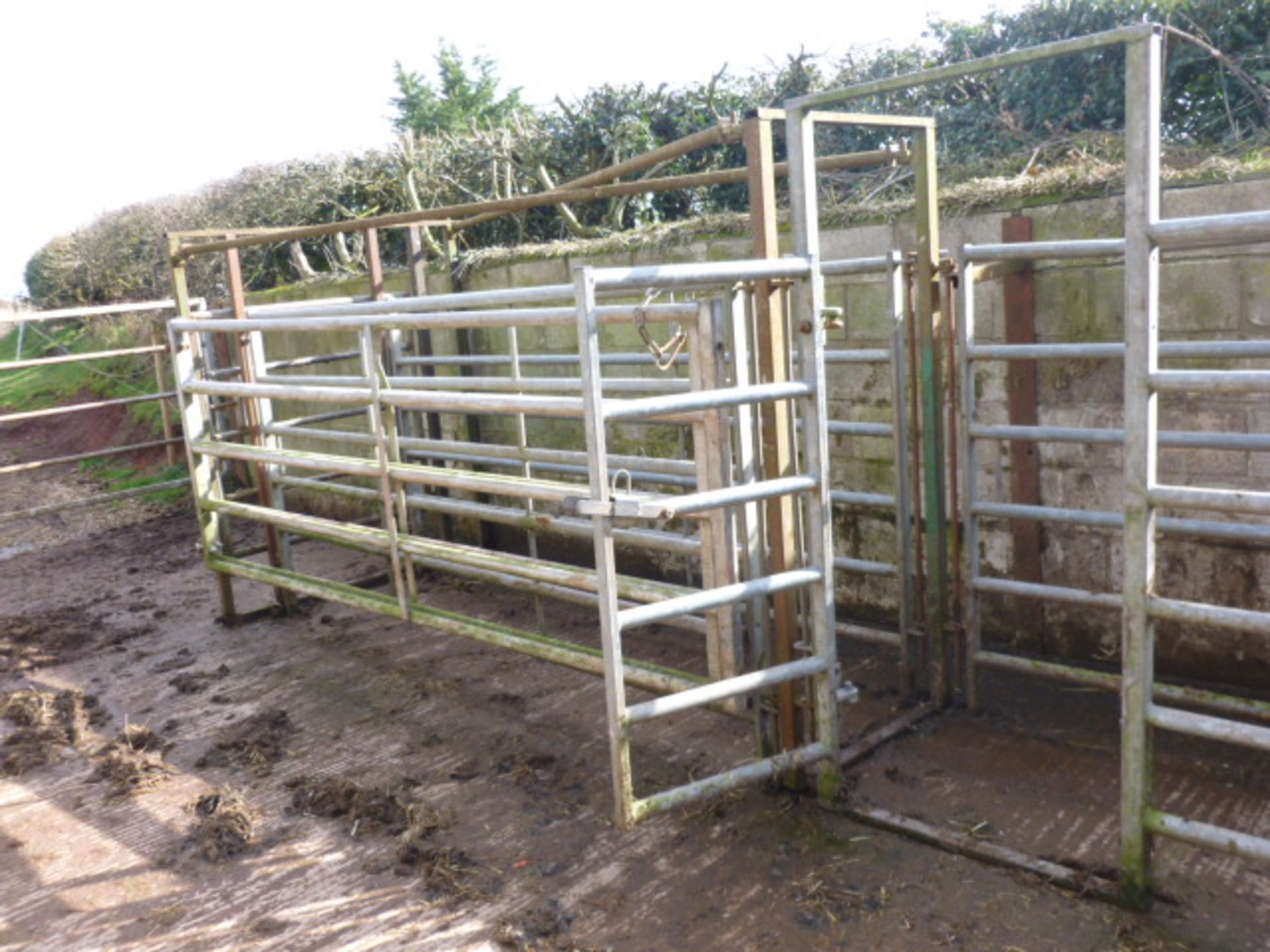 IAE CATTLE HANDLING SYSTEM (SOLD IN SITU) - Image 4 of 4