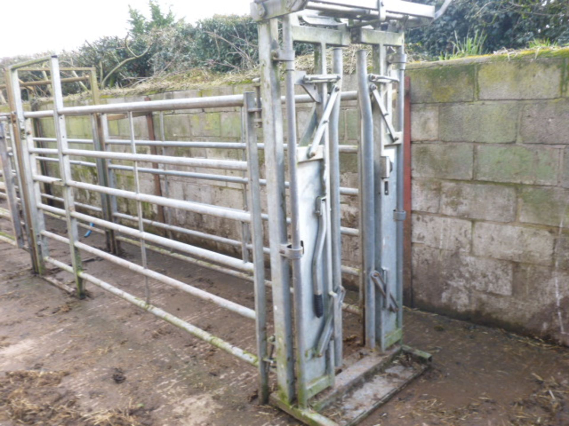 IAE CATTLE HANDLING SYSTEM (SOLD IN SITU) - Image 2 of 4