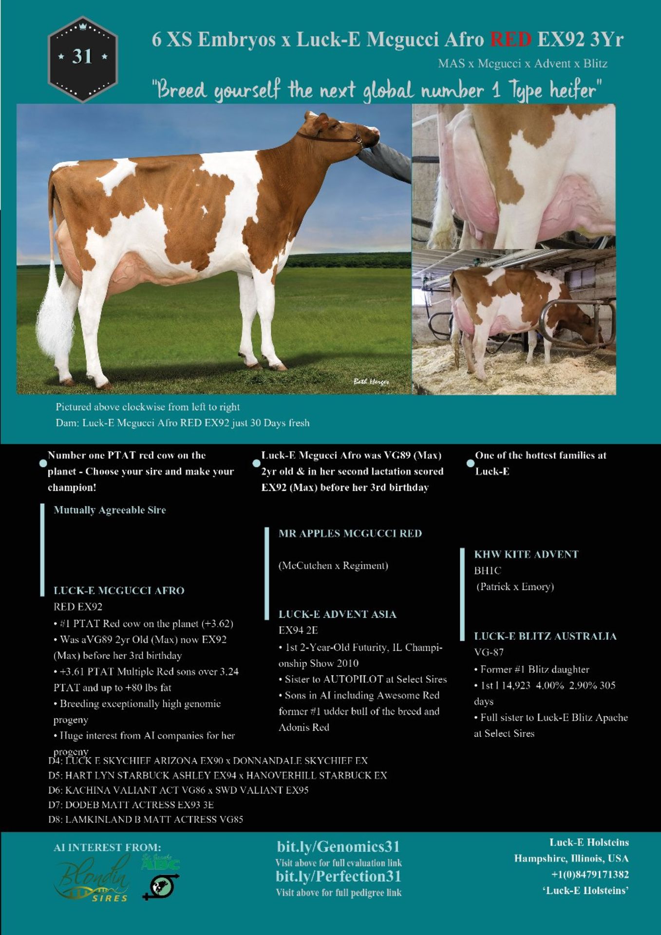 6XS EMBRYOS X LUCK-E McGUCCIAFRO RED EX92 3YR