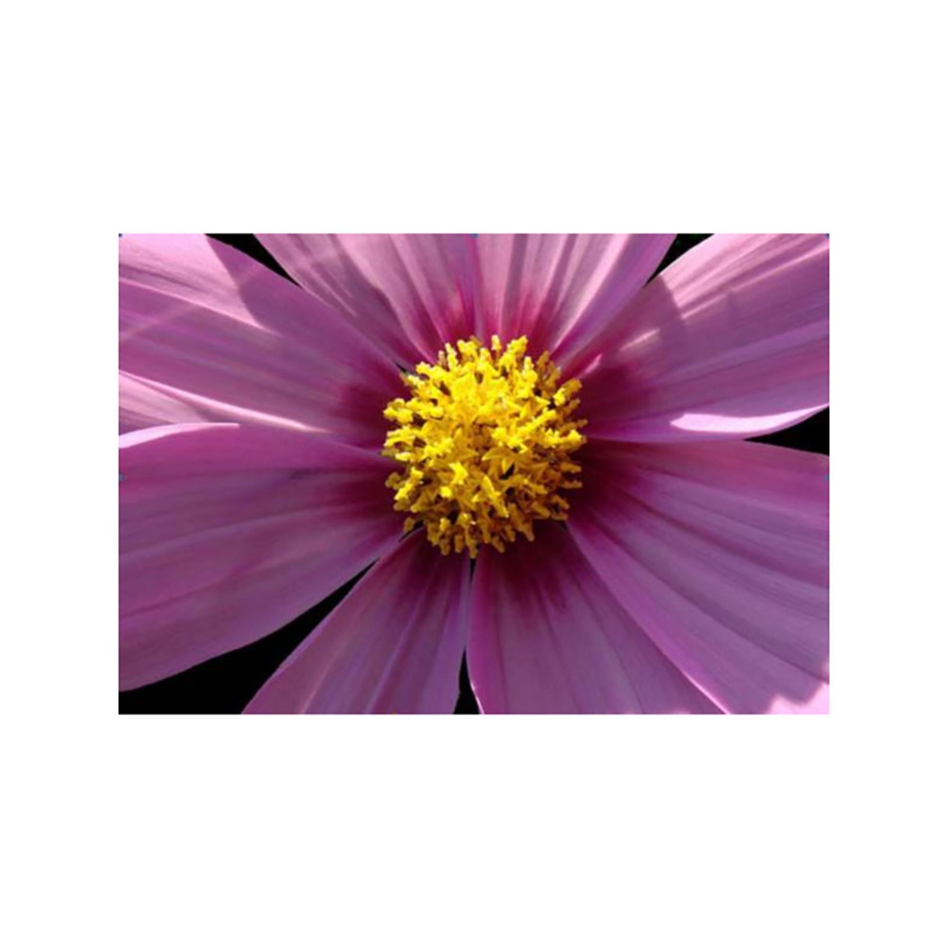V Brand New 50 x 40 cm Cosmos Close Up - Print Of Flower On Canvas ISP £9.99