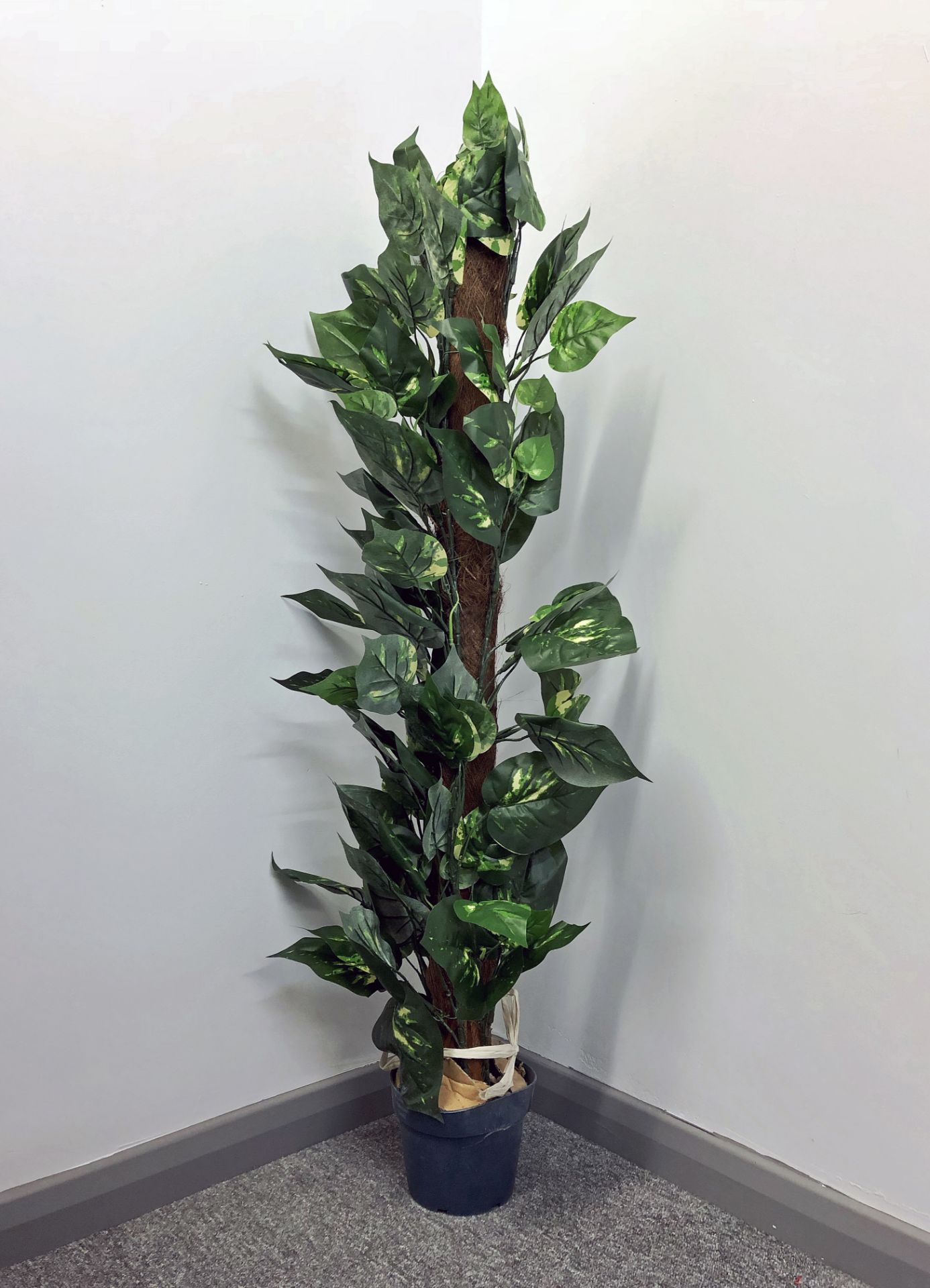 V Brand New Plants4Life 3.5ft (107cm) Variegated Climbing Plant - Image 2 of 2