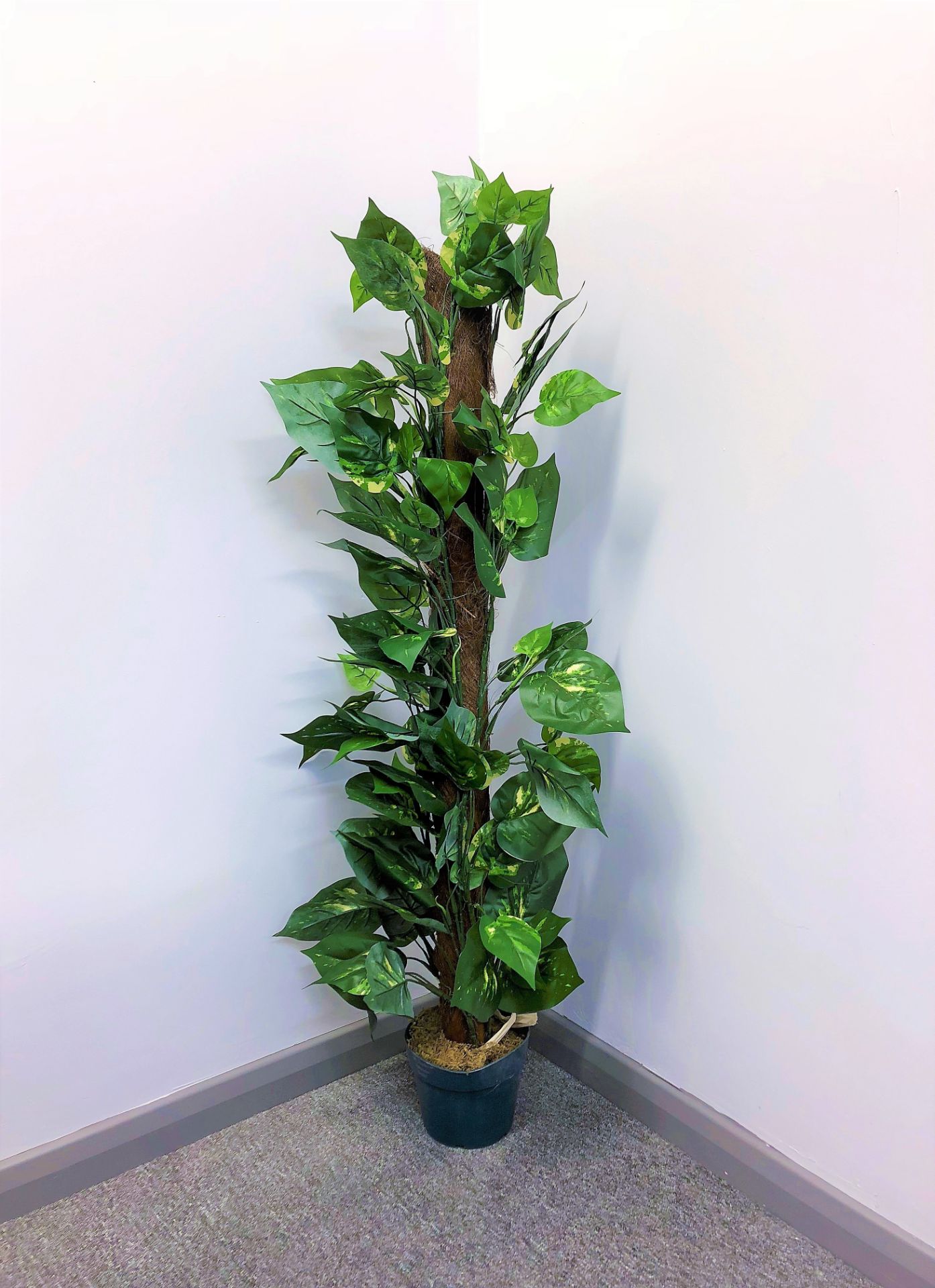 V Brand New Plants4Life 3.5ft (107cm) Variegated Climbing Plant
