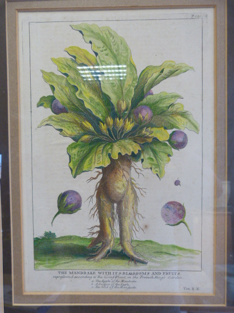 A Copperplate Anthropomorphic Lithograph of the 'Mandrake with its Blossoms and Fruits' taken from - Image 2 of 14