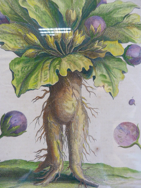 A Copperplate Anthropomorphic Lithograph of the 'Mandrake with its Blossoms and Fruits' taken from - Image 4 of 14