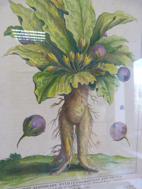 A Copperplate Anthropomorphic Lithograph of the 'Mandrake with its Blossoms and Fruits' taken from - Image 12 of 14