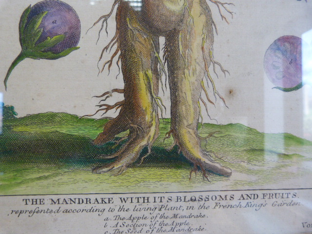 A Copperplate Anthropomorphic Lithograph of the 'Mandrake with its Blossoms and Fruits' taken from - Image 3 of 14