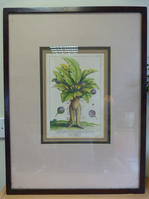 A Copperplate Anthropomorphic Lithograph of the 'Mandrake with its Blossoms and Fruits' taken from