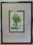 A Copperplate Anthropomorphic Lithograph of the 'Mandrake with its Blossoms and Fruits' taken from