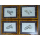 Set of four framed prints of Owls in walnut burr style frames.