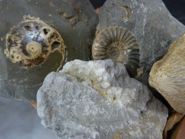 Fossils - To include a polished ammonite, intact ammonite, crystal and a scallop shell inset in - Image 3 of 3