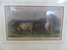 Lithograph of three Short-Horn Cows (1840). Script to Lower edge reads John Sheriff ARSA PLATE XII