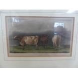 Lithograph of three Short-Horn Cows (1840). Script to Lower edge reads John Sheriff ARSA PLATE XII