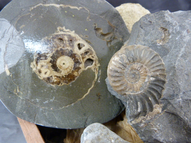 Fossils - To include a polished ammonite, intact ammonite, crystal and a scallop shell inset in - Image 2 of 3