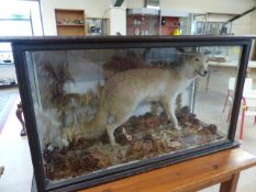 TAXIDERMY - Victorian cased Taxidermy Albino Fox. The case with three glass panels and planked