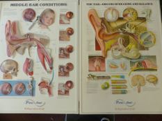 Pair of Aural Charts 1950's