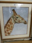 Pastel of a giraffe signed C.J.R 2006 bottom right